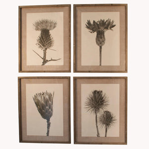 Set of Four Dried Botanical Prints