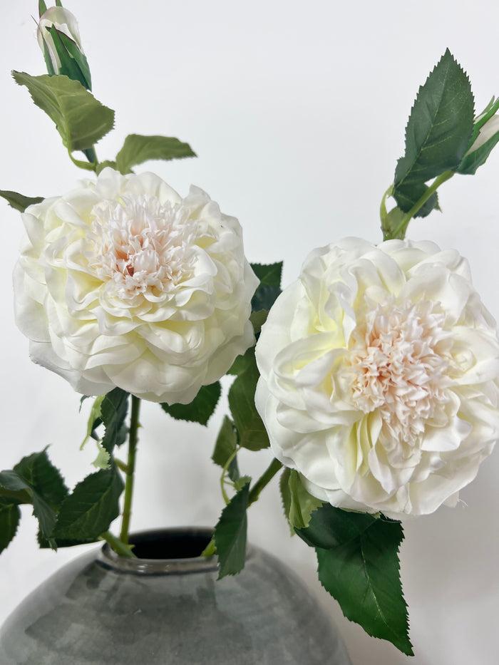 Double Garden Rose