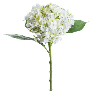 White Lace Cap Hydrangea Stem