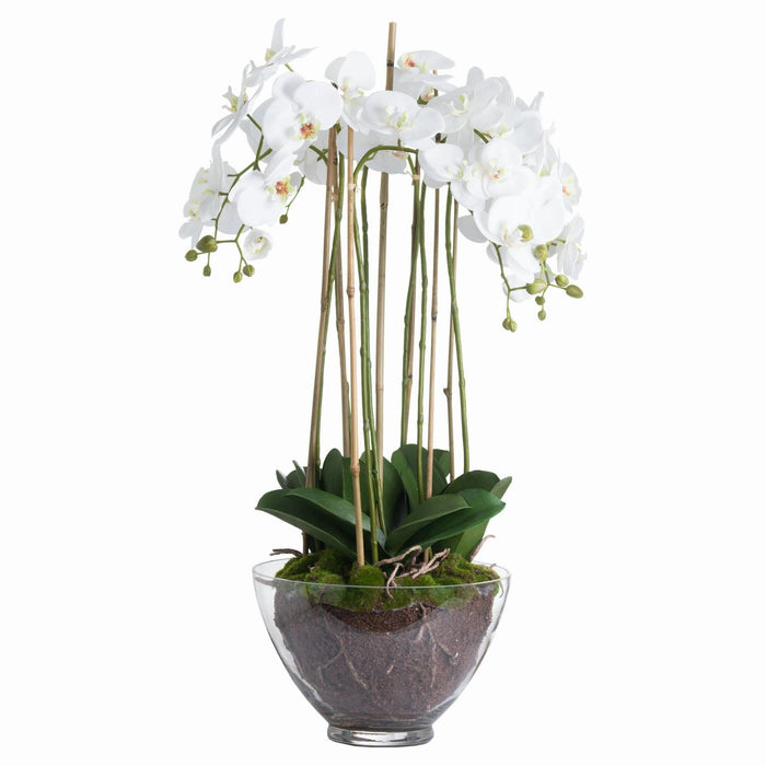 Extra Large Potted Orchid in Glass Bowl