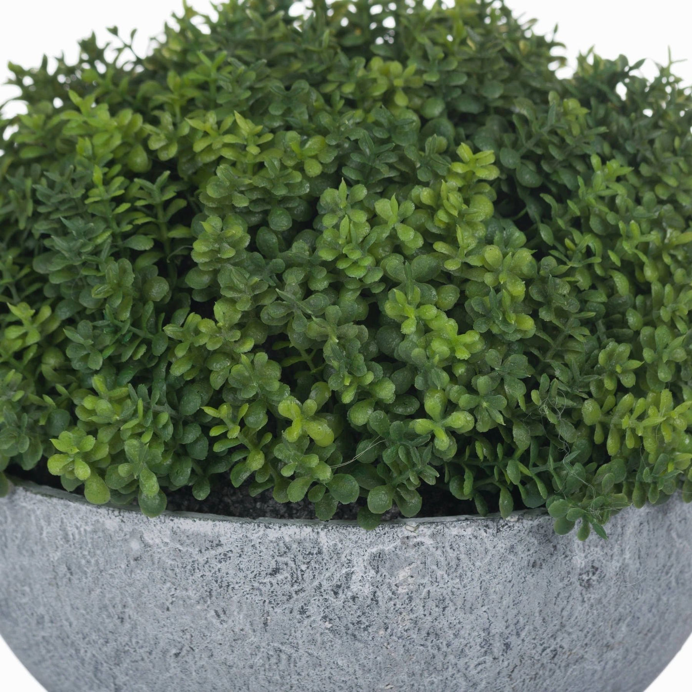 hebe plants in pots Potted Hebe – Dear Grace Home Interiors